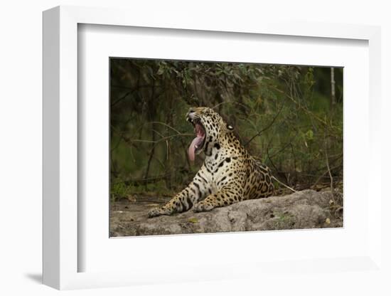 Jaguar Yawning-MaryAnn McDonald-Framed Photographic Print