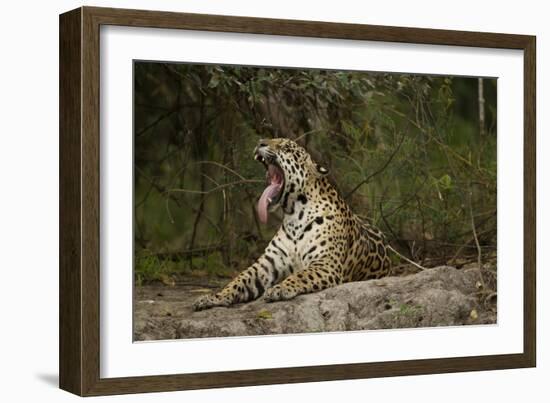 Jaguar Yawning-MaryAnn McDonald-Framed Photographic Print