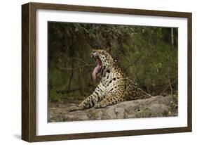 Jaguar Yawning-MaryAnn McDonald-Framed Photographic Print