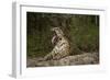 Jaguar Yawning-MaryAnn McDonald-Framed Photographic Print