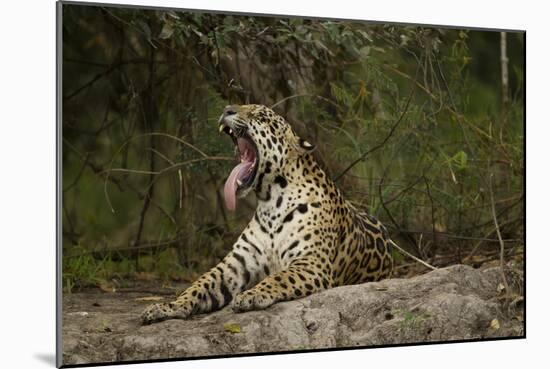 Jaguar Yawning-MaryAnn McDonald-Mounted Photographic Print