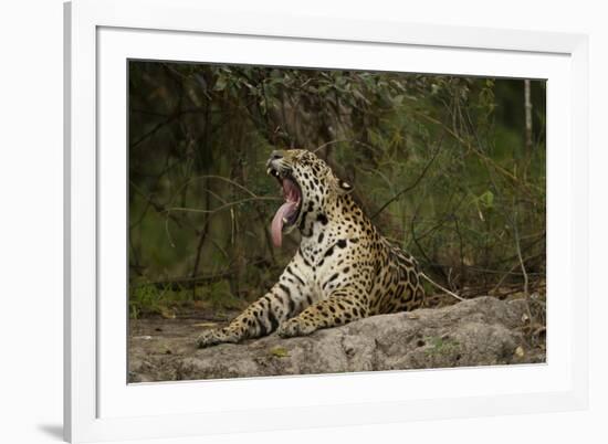 Jaguar Yawning-MaryAnn McDonald-Framed Photographic Print