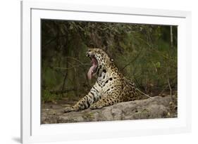 Jaguar Yawning-MaryAnn McDonald-Framed Photographic Print