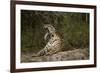 Jaguar Yawning-MaryAnn McDonald-Framed Photographic Print