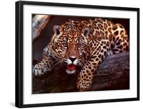 Jaguar-Gerry Ellis-Framed Art Print