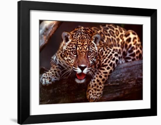 Jaguar-Gerry Ellis-Framed Art Print