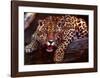 Jaguar-Gerry Ellis-Framed Art Print