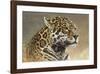 Jaguar-Kalon Baughan-Framed Giclee Print