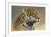 Jaguar-Kalon Baughan-Framed Giclee Print