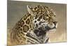 Jaguar-Kalon Baughan-Mounted Giclee Print