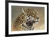 Jaguar-Kalon Baughan-Framed Giclee Print