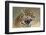 Jaguar-Kalon Baughan-Framed Art Print