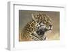 Jaguar-Kalon Baughan-Framed Art Print