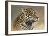 Jaguar-Kalon Baughan-Framed Art Print