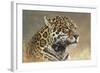 Jaguar-Kalon Baughan-Framed Art Print