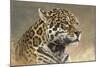 Jaguar-Kalon Baughan-Mounted Art Print