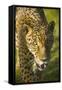 Jaguar-Darrell Gulin-Framed Stretched Canvas