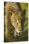 Jaguar-Darrell Gulin-Stretched Canvas