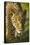 Jaguar-Darrell Gulin-Framed Stretched Canvas