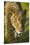 Jaguar-Darrell Gulin-Stretched Canvas