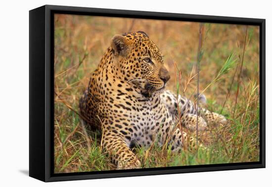 Jaguar-null-Framed Stretched Canvas