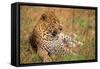 Jaguar-null-Framed Stretched Canvas