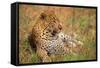 Jaguar-null-Framed Stretched Canvas