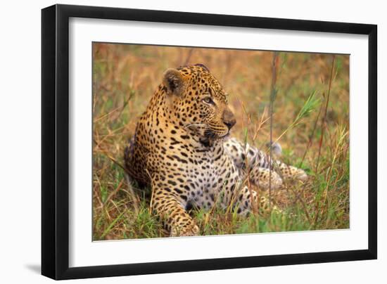 Jaguar-null-Framed Premium Photographic Print