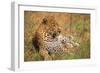 Jaguar-null-Framed Premium Photographic Print