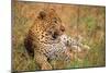 Jaguar-null-Mounted Premium Photographic Print