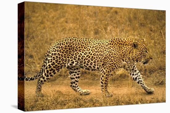 Jaguar-null-Stretched Canvas
