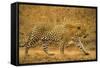 Jaguar-null-Framed Stretched Canvas