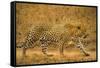 Jaguar-null-Framed Stretched Canvas