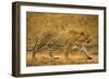 Jaguar-null-Framed Premium Photographic Print