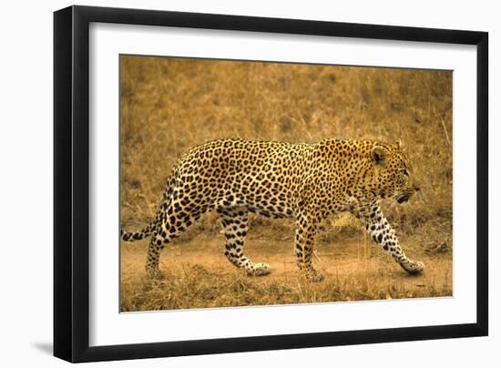 Jaguar-null-Framed Premium Photographic Print