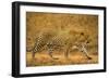 Jaguar-null-Framed Premium Photographic Print