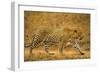 Jaguar-null-Framed Premium Photographic Print