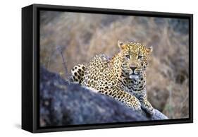Jaguar-null-Framed Stretched Canvas