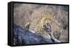 Jaguar-null-Framed Stretched Canvas