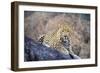 Jaguar-null-Framed Premium Photographic Print