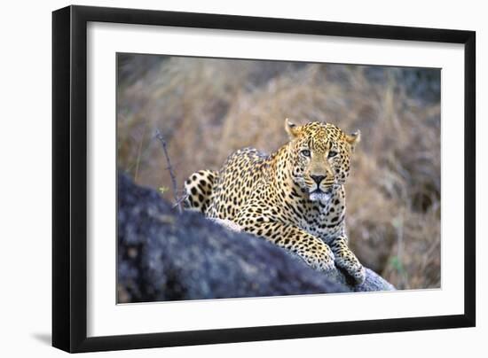 Jaguar-null-Framed Premium Photographic Print