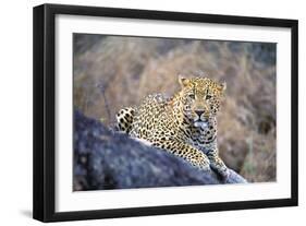 Jaguar-null-Framed Premium Photographic Print