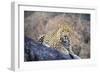 Jaguar-null-Framed Premium Photographic Print