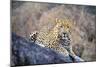 Jaguar-null-Mounted Premium Photographic Print