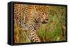 Jaguar-null-Framed Stretched Canvas