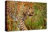 Jaguar-null-Stretched Canvas