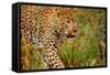 Jaguar-null-Framed Stretched Canvas