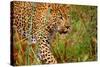 Jaguar-null-Stretched Canvas