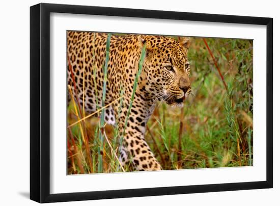 Jaguar-null-Framed Premium Photographic Print