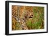 Jaguar-null-Framed Premium Photographic Print